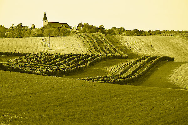 Unsere Partner kommen aus dem nahegelegenen Weinviertel.